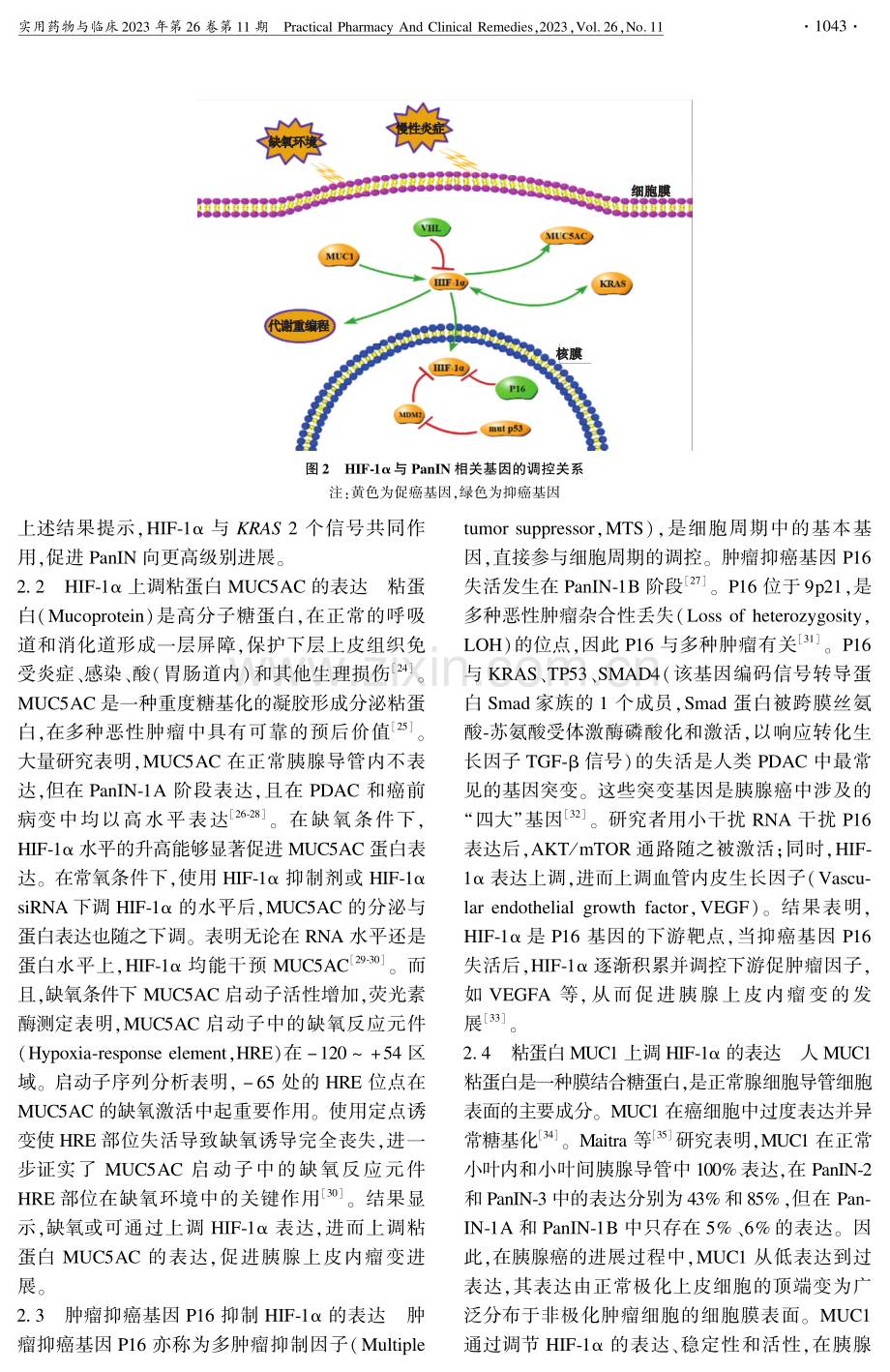 HIF-1α在胰腺导管腺癌发生发展中作用的研究进展.pdf_第3页