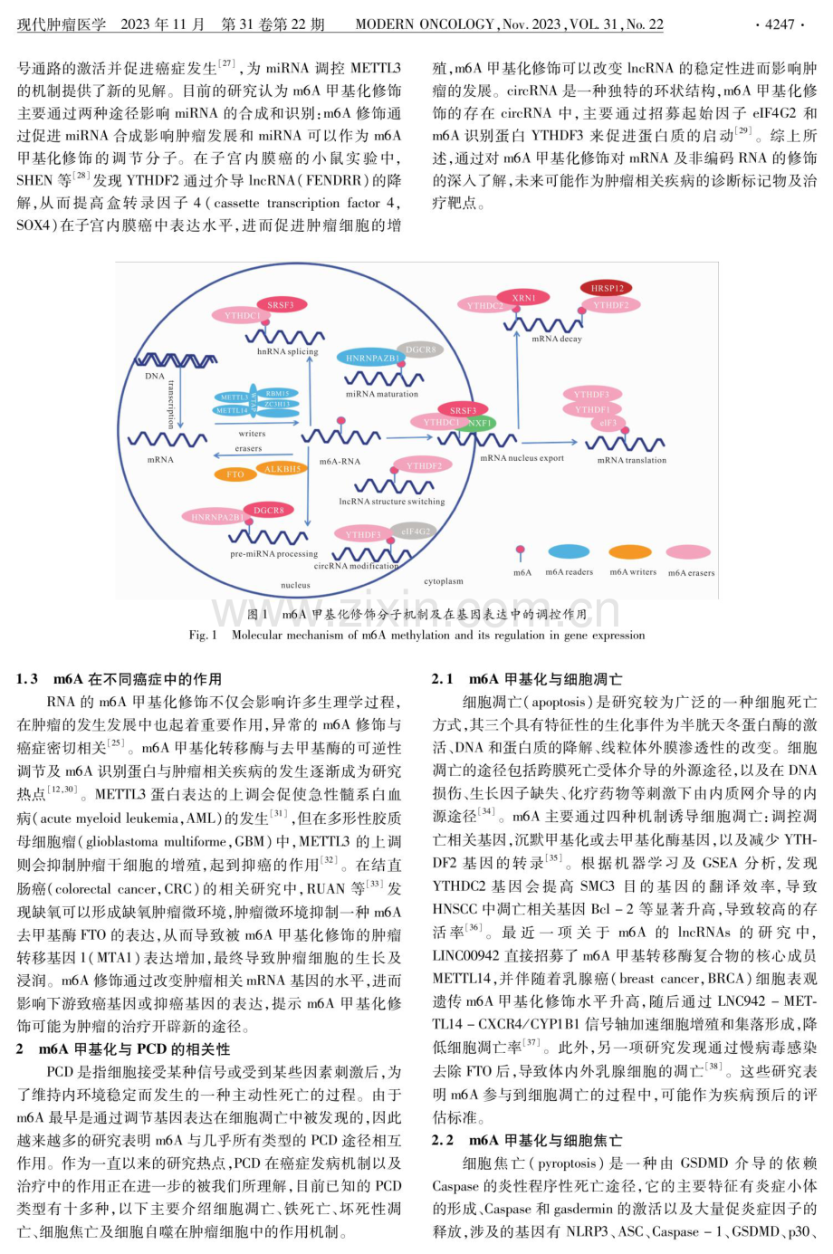 m6A甲基化与肿瘤细胞程序性死亡的研究进展.pdf_第3页