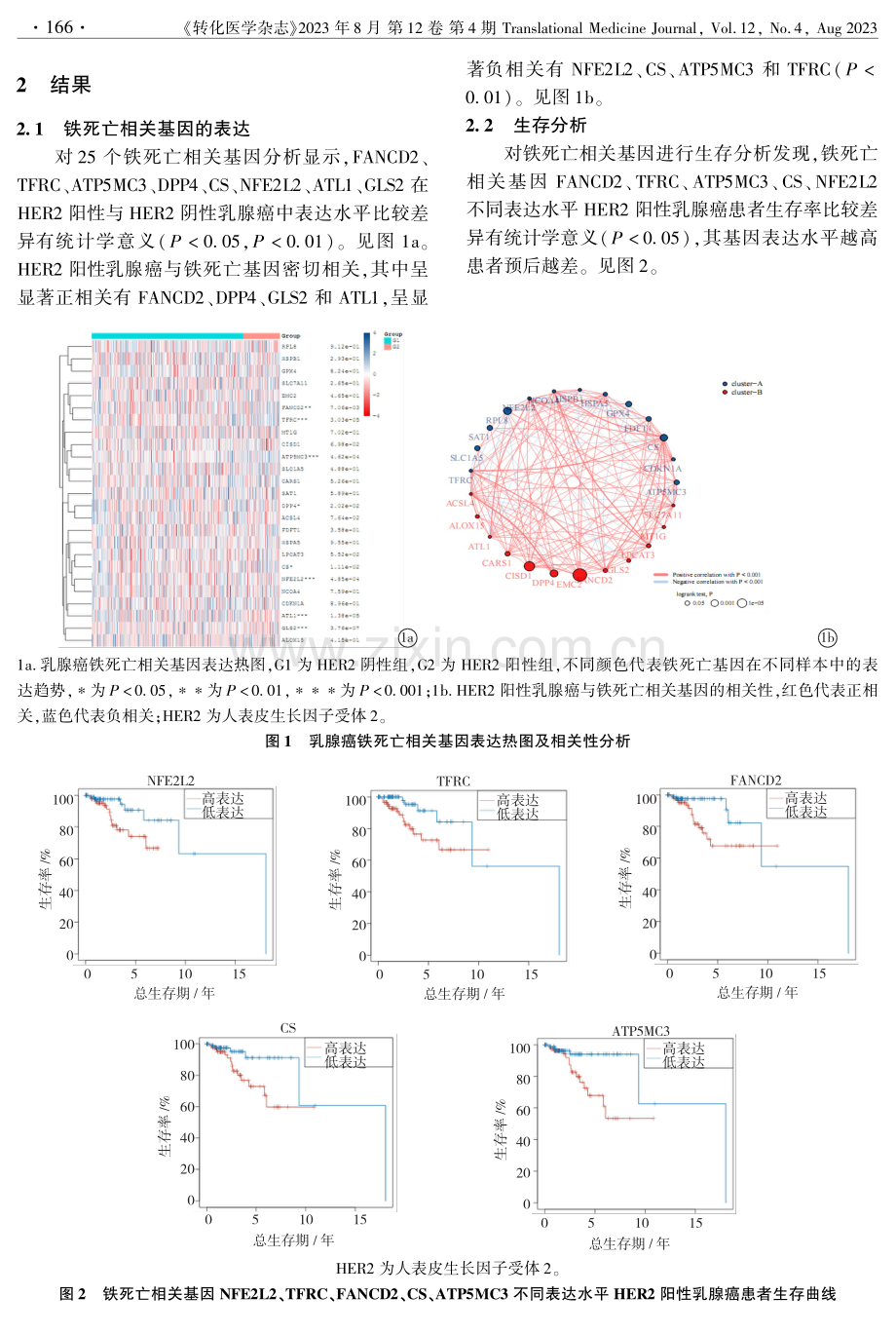 HER2阳性乳腺癌铁死亡相关基因分析及预后预测模型的建立.pdf_第3页