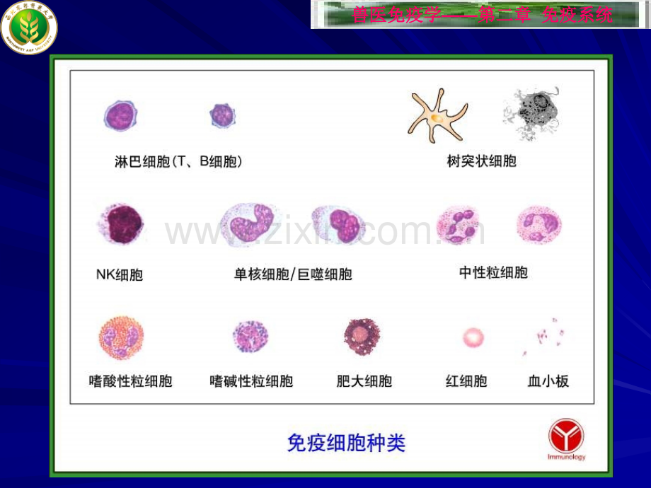 高校细胞生物学免疫细胞.pptx_第1页