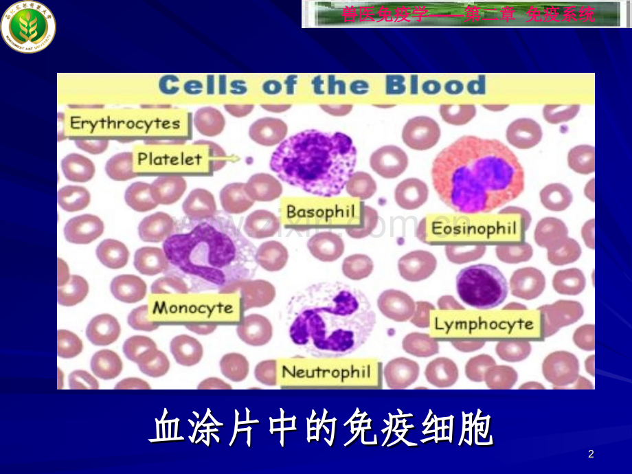 高校细胞生物学免疫细胞.pptx_第2页