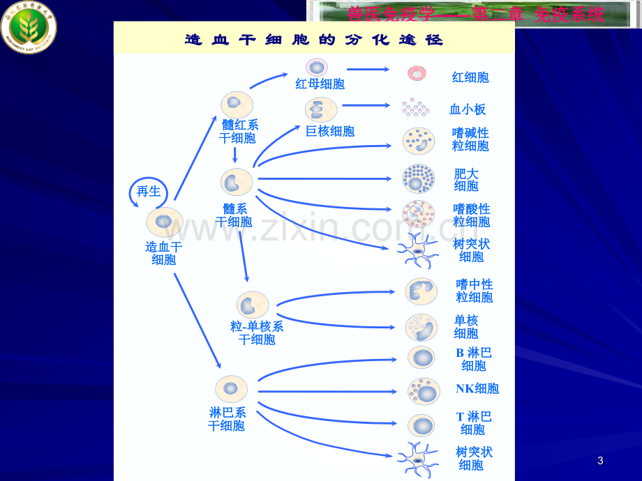 高校细胞生物学免疫细胞.pptx_第3页