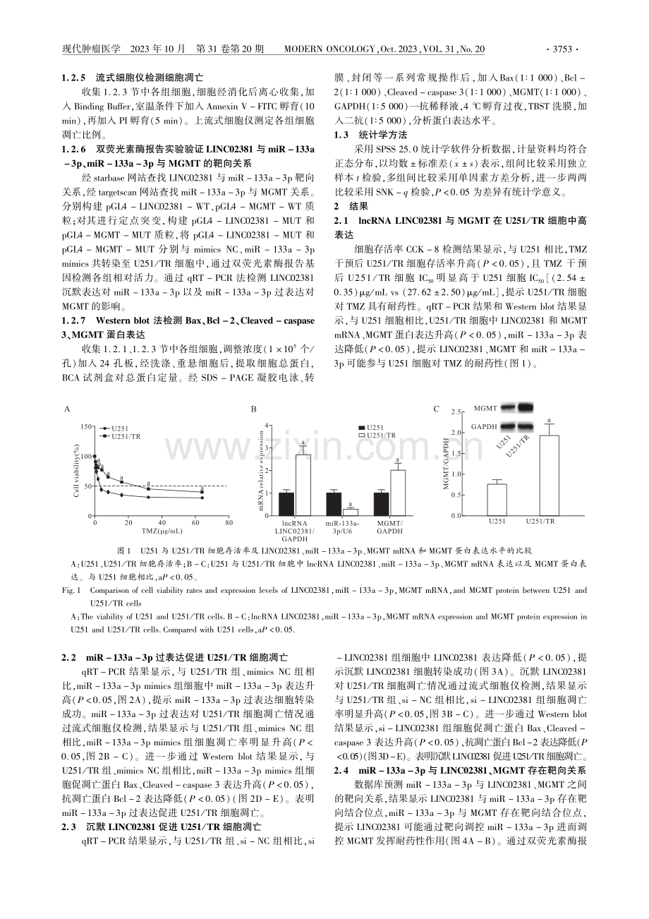 lncRNA LINC02381通过miR-133a-3p_MGMT轴对脑胶质瘤细胞替莫唑胺抵抗的影响.pdf_第3页