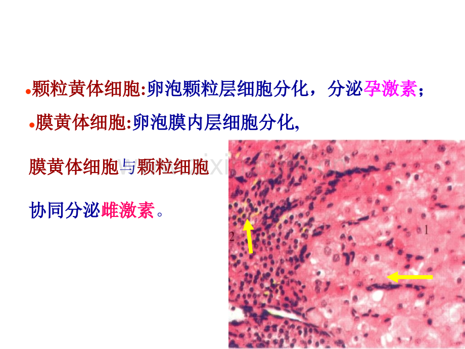 组织学女性生殖二.pptx_第3页