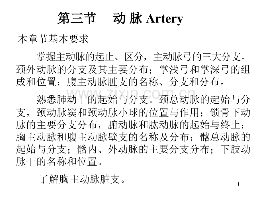 人体解剖学动脉.pptx_第1页