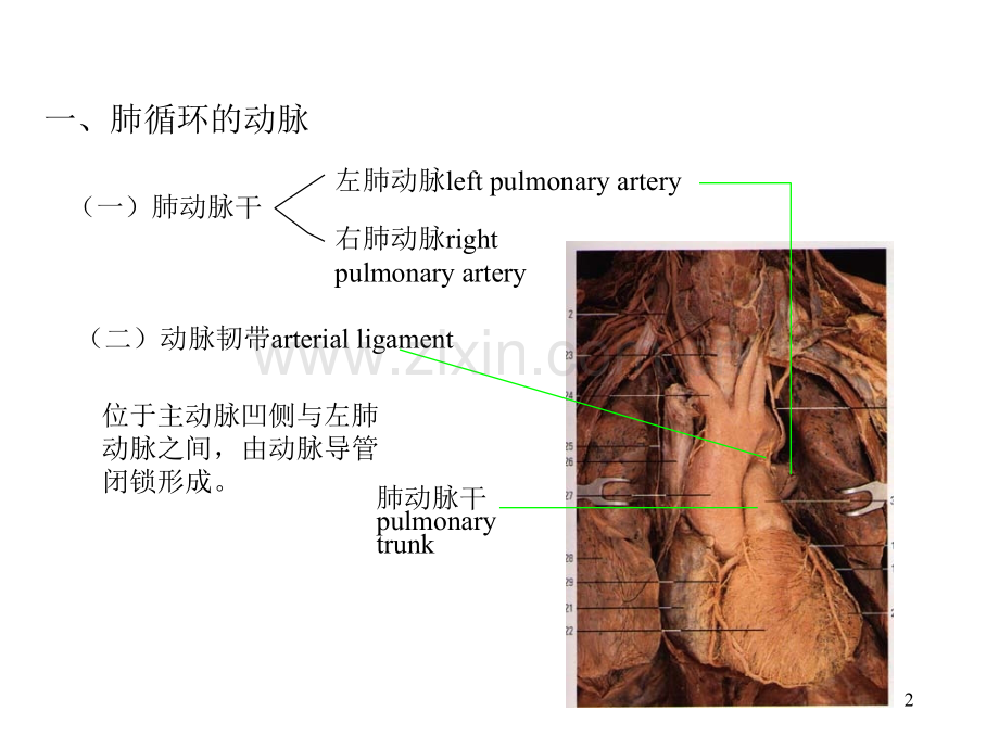 人体解剖学动脉.pptx_第2页