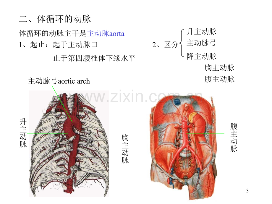 人体解剖学动脉.pptx_第3页