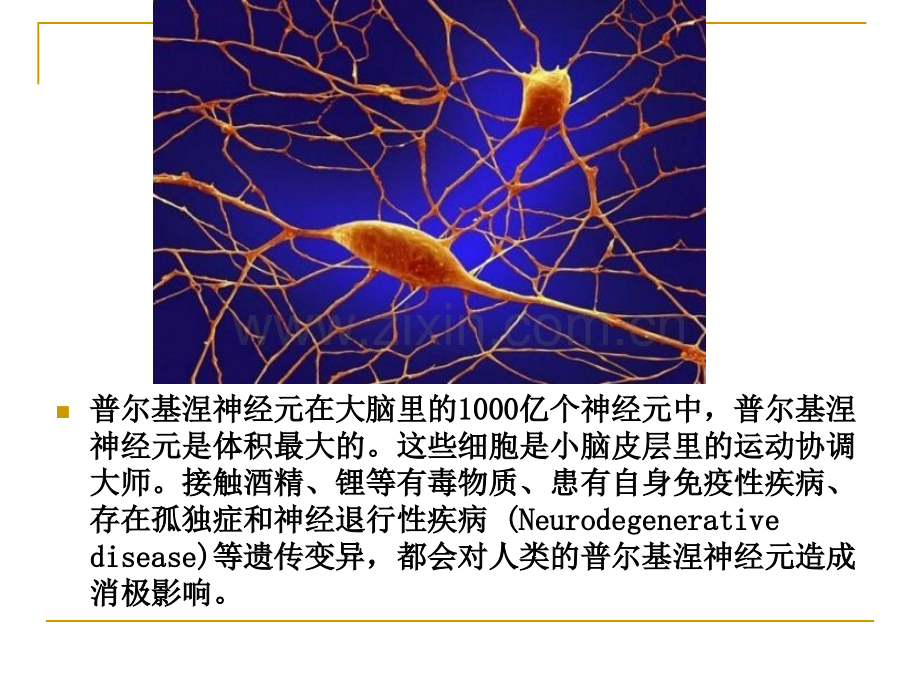 人体显微照片.pptx_第2页