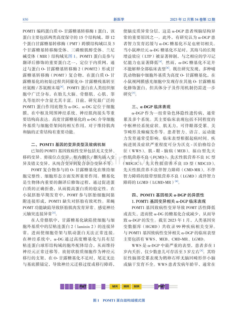 POMT1基因变异在α-抗肌萎缩相关糖蛋白病中的研究进展.pdf_第2页