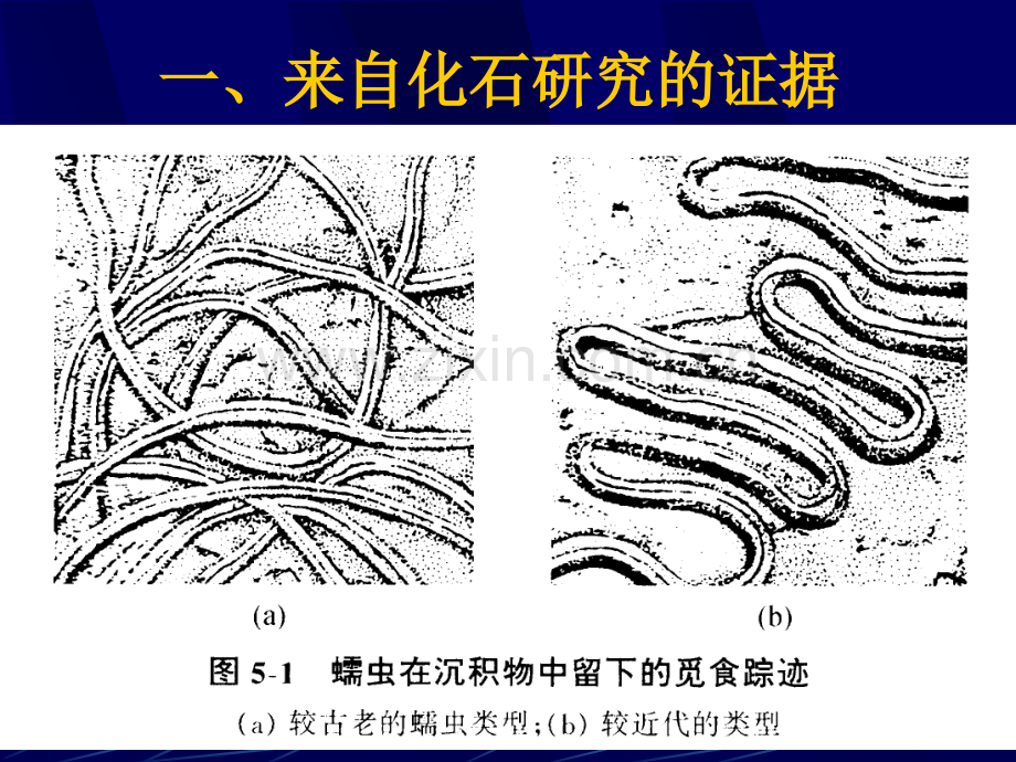 行为进化.pptx_第2页