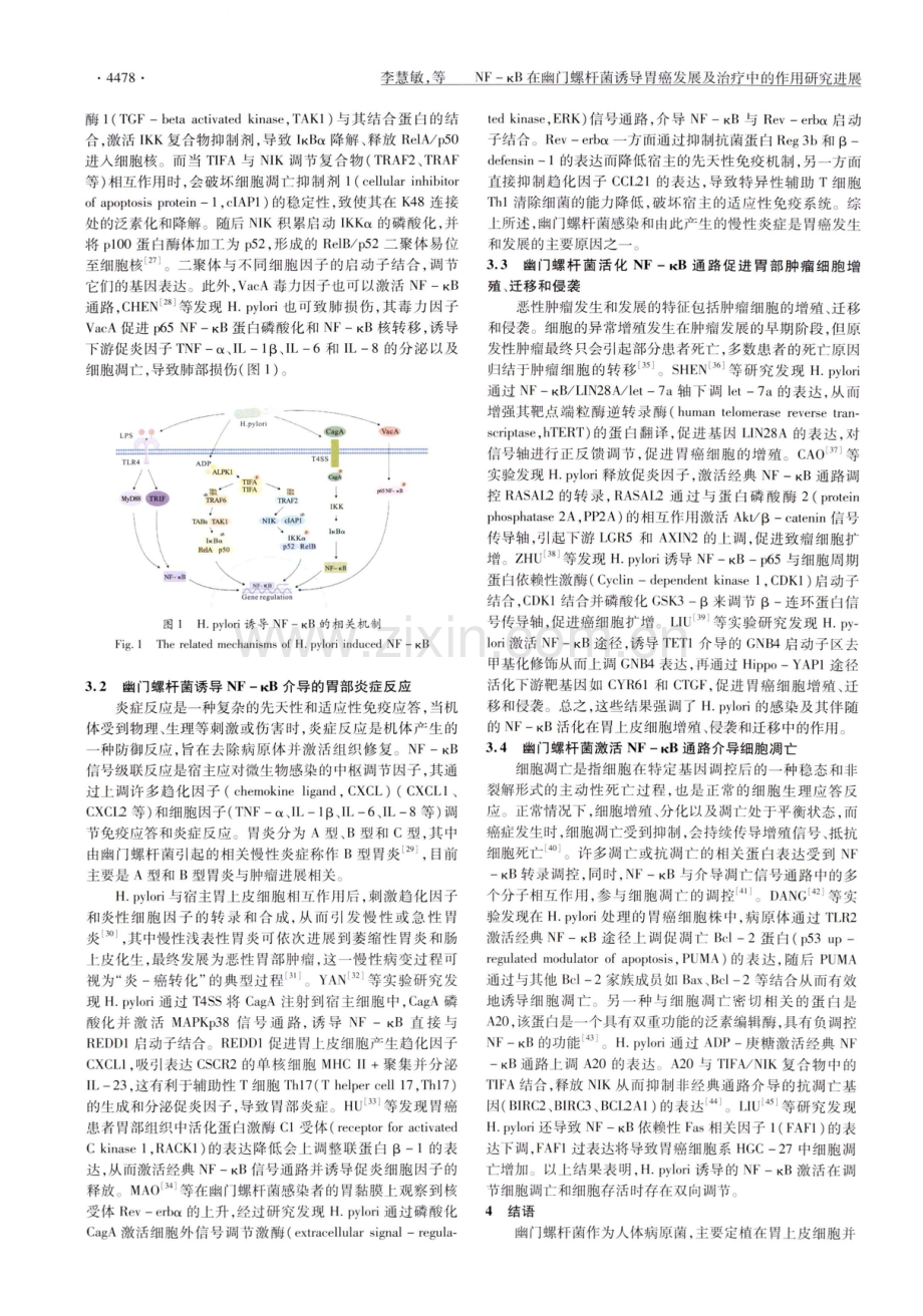 NF-κB在幽门螺杆菌诱导胃癌发展及治疗中的作用研究进展.pdf_第3页