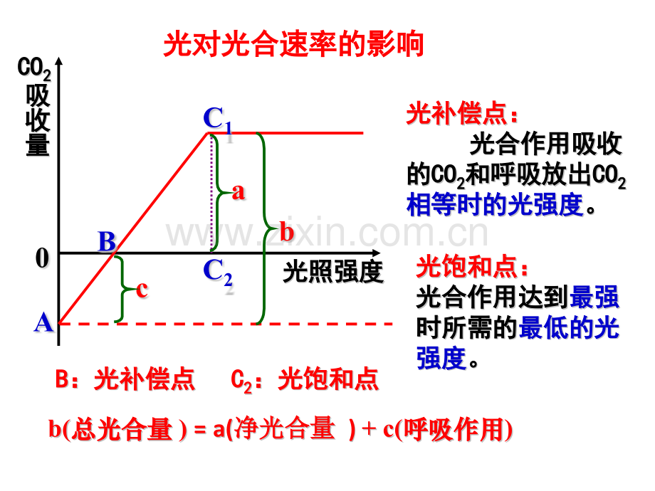 光合作用相关曲线.pptx_第2页