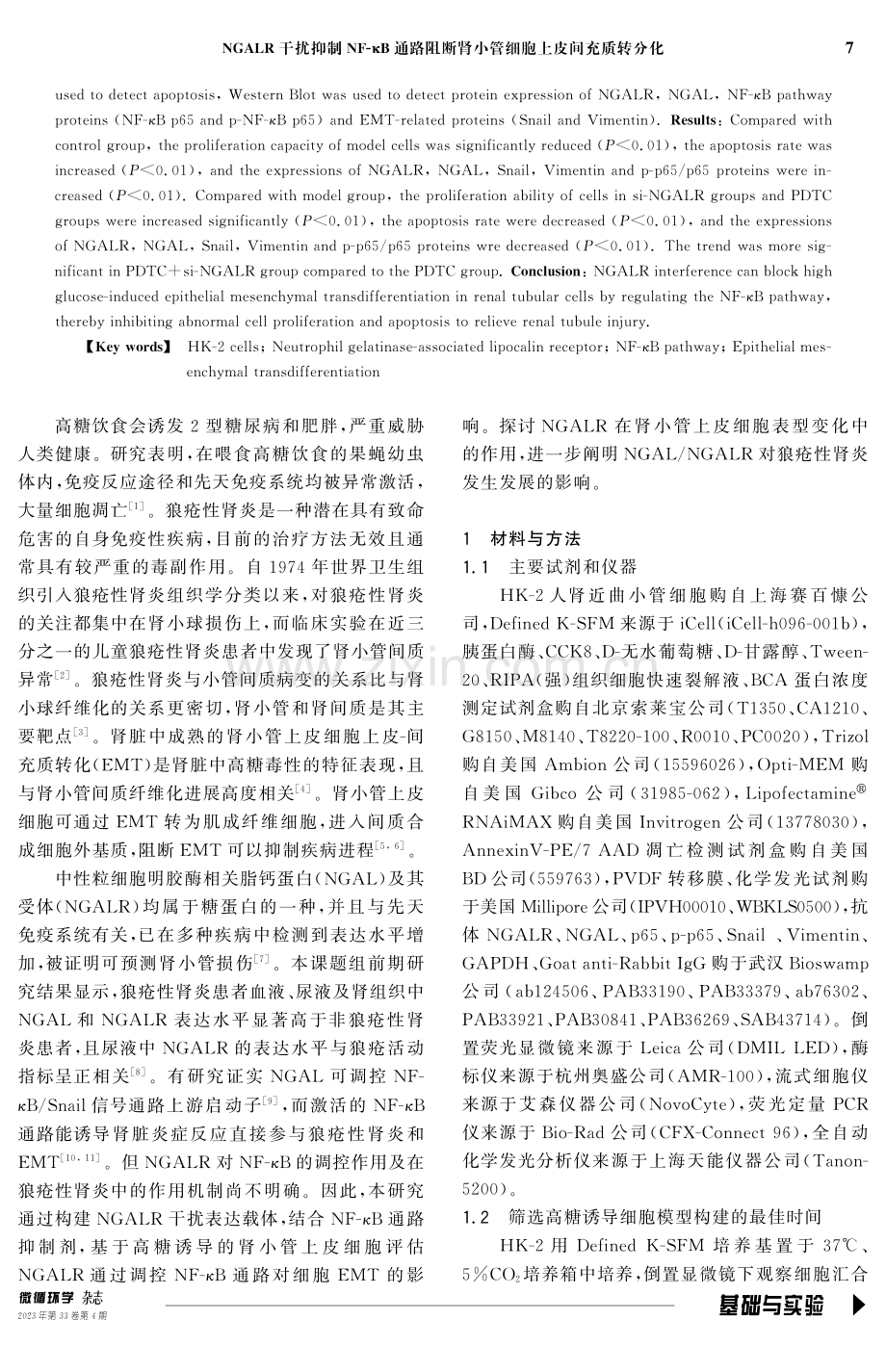 NGALR干扰抑制NF-κB通路阻断肾小管细胞上皮间充质转分化.pdf_第2页