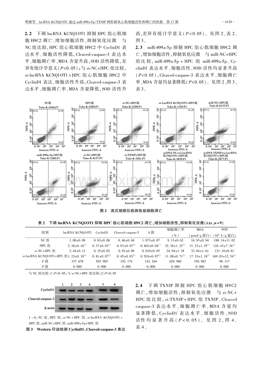 lncRNA KCNQ1OT1通过miR-499a-5p_TXNIP调控缺氧心肌细胞活性和凋亡的机制.pdf_第3页