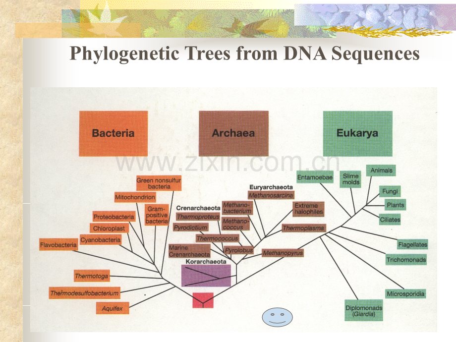 第二微生物的进化和分类.pptx_第3页