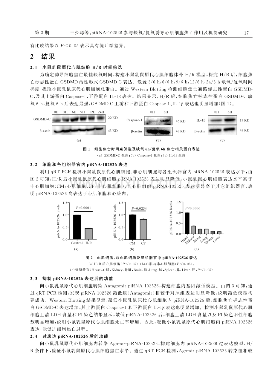 piRNA-102526参与缺氧_复氧诱导心肌细胞焦亡作用及机制研究.pdf_第3页