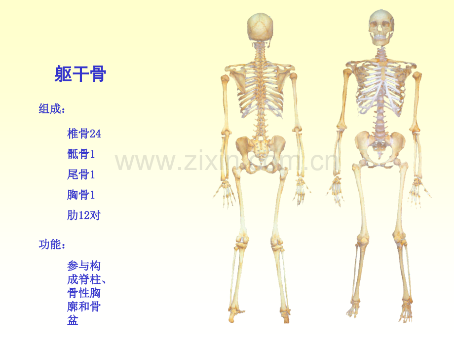 人体解剖学躯干骨.pptx_第2页