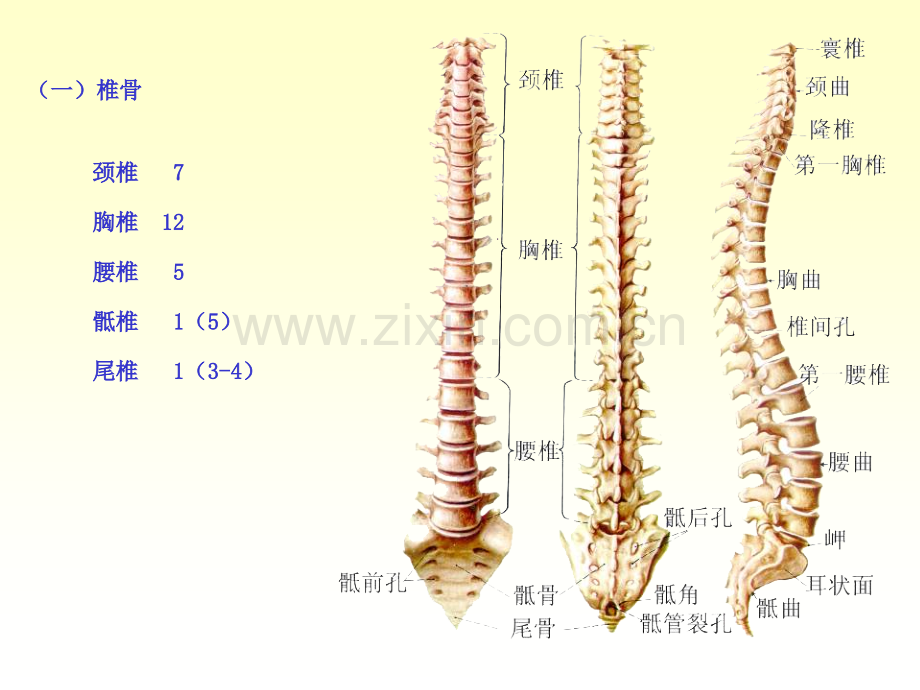 人体解剖学躯干骨.pptx_第3页