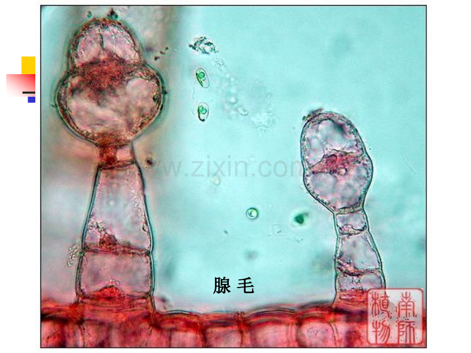 植物组织2贾晗.pptx_第3页