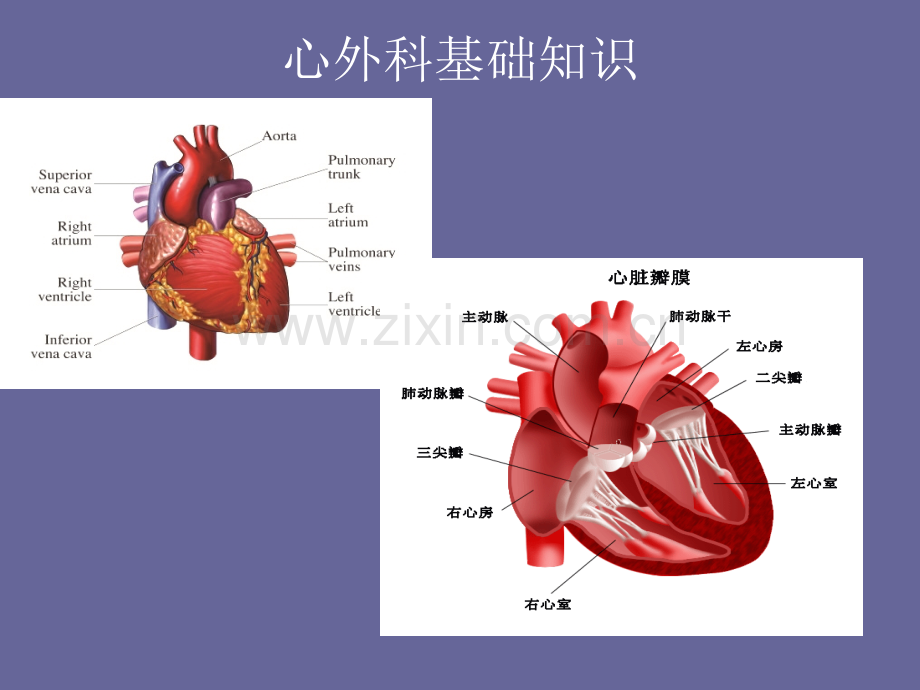 心胸外科健康宣教.pptx_第3页