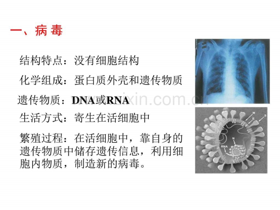 高三生物第一轮复习--必修一全套.pptx_第2页