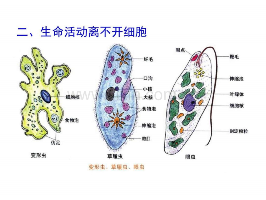 高三生物第一轮复习--必修一全套.pptx_第3页