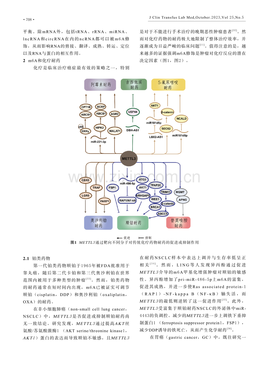 m6A修饰对于肿瘤在传统化疗和新型靶向治疗耐药中的作用研究进展.pdf_第3页