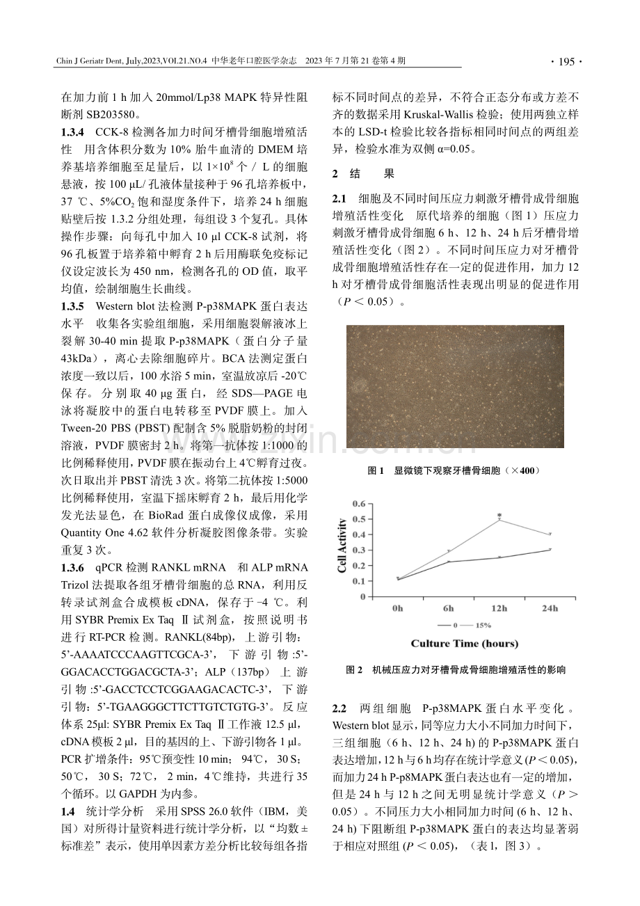 p38MAPK在周期性压应力下对颌骨成骨细胞分化的作用.pdf_第3页