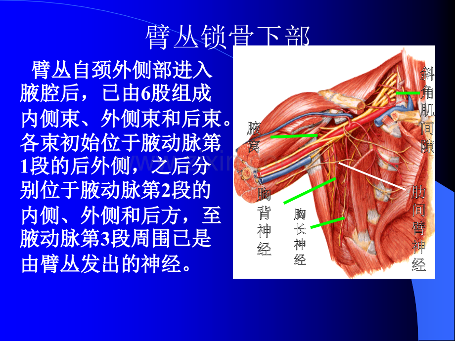 医学解剖.pptx_第1页