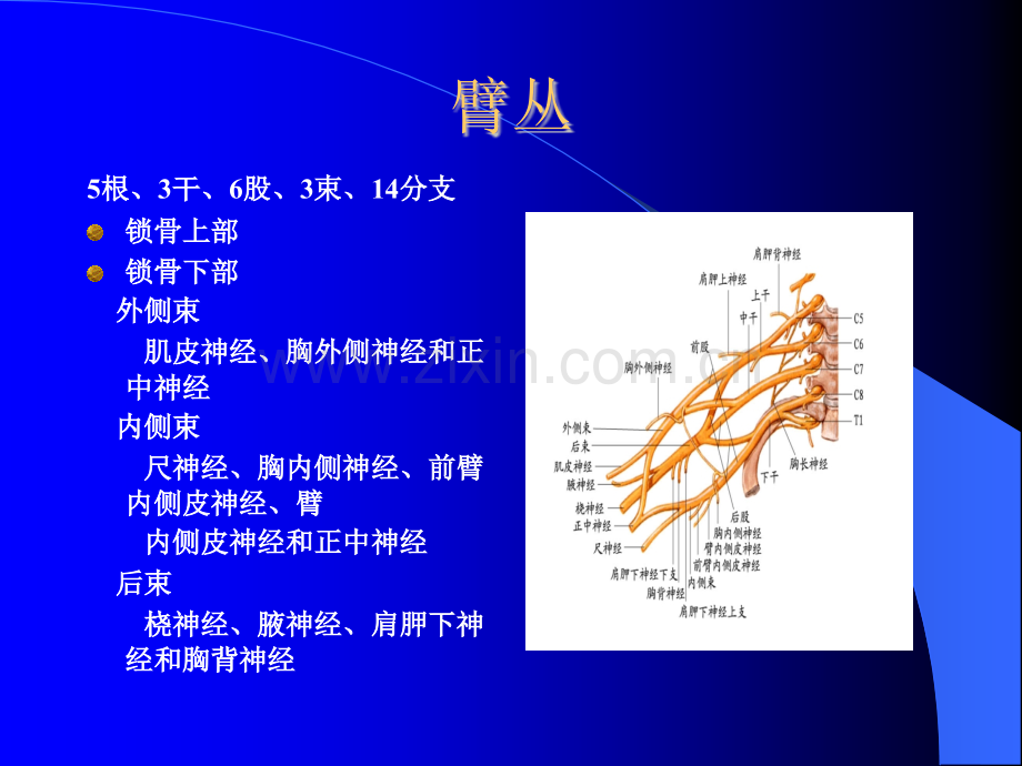 医学解剖.pptx_第2页