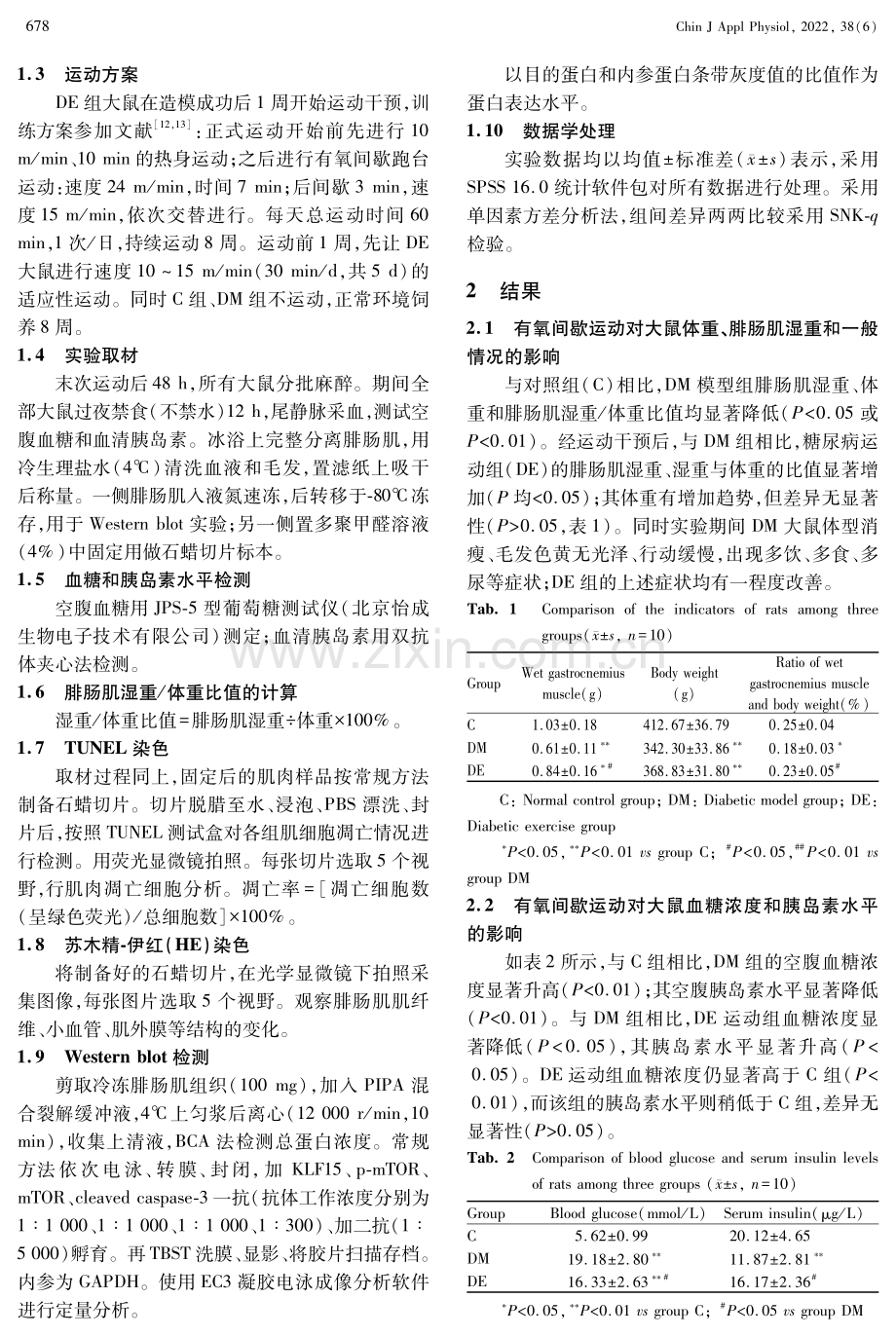 KLF15_mTOR相关蛋白在有氧间歇性运动改善2型糖尿病大鼠骨骼肌病变中的作用.pdf_第3页