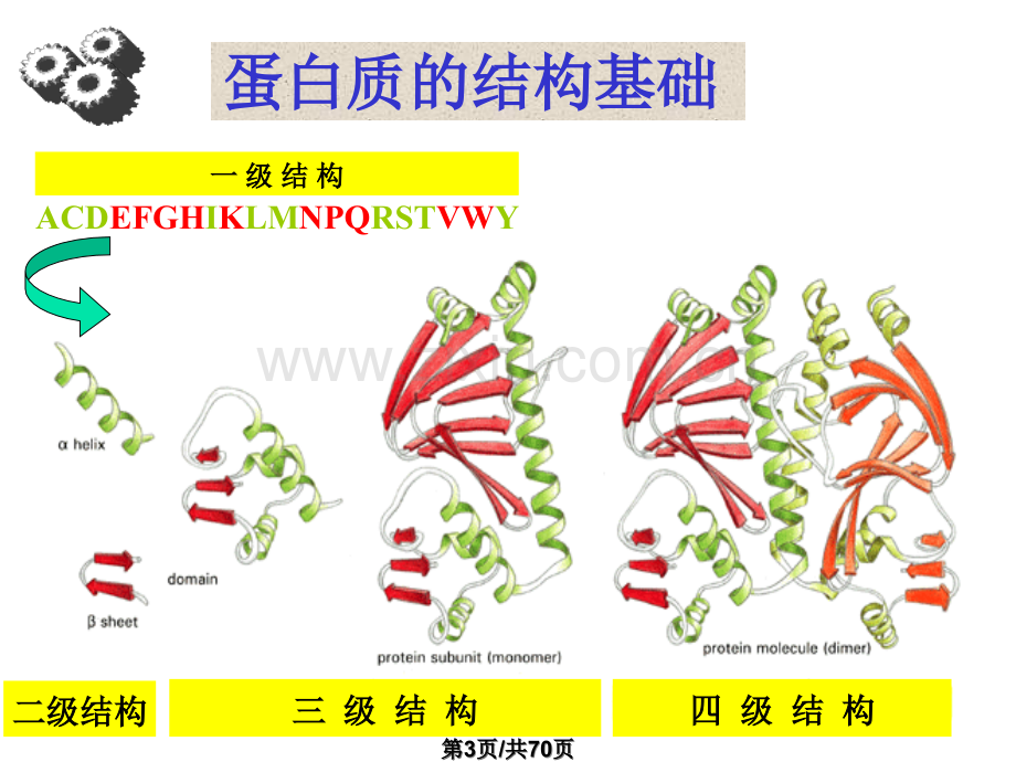 一五蛋白质结构与功能关系.pptx_第3页