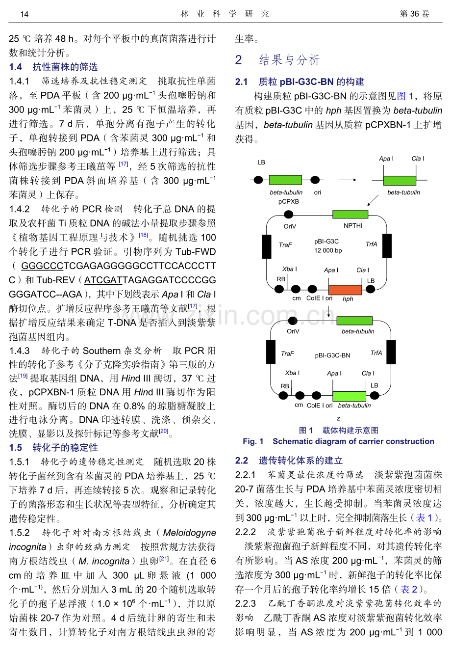 以beta-tubulin基因为选择标记的淡紫紫孢菌遗传转化.pdf_第3页