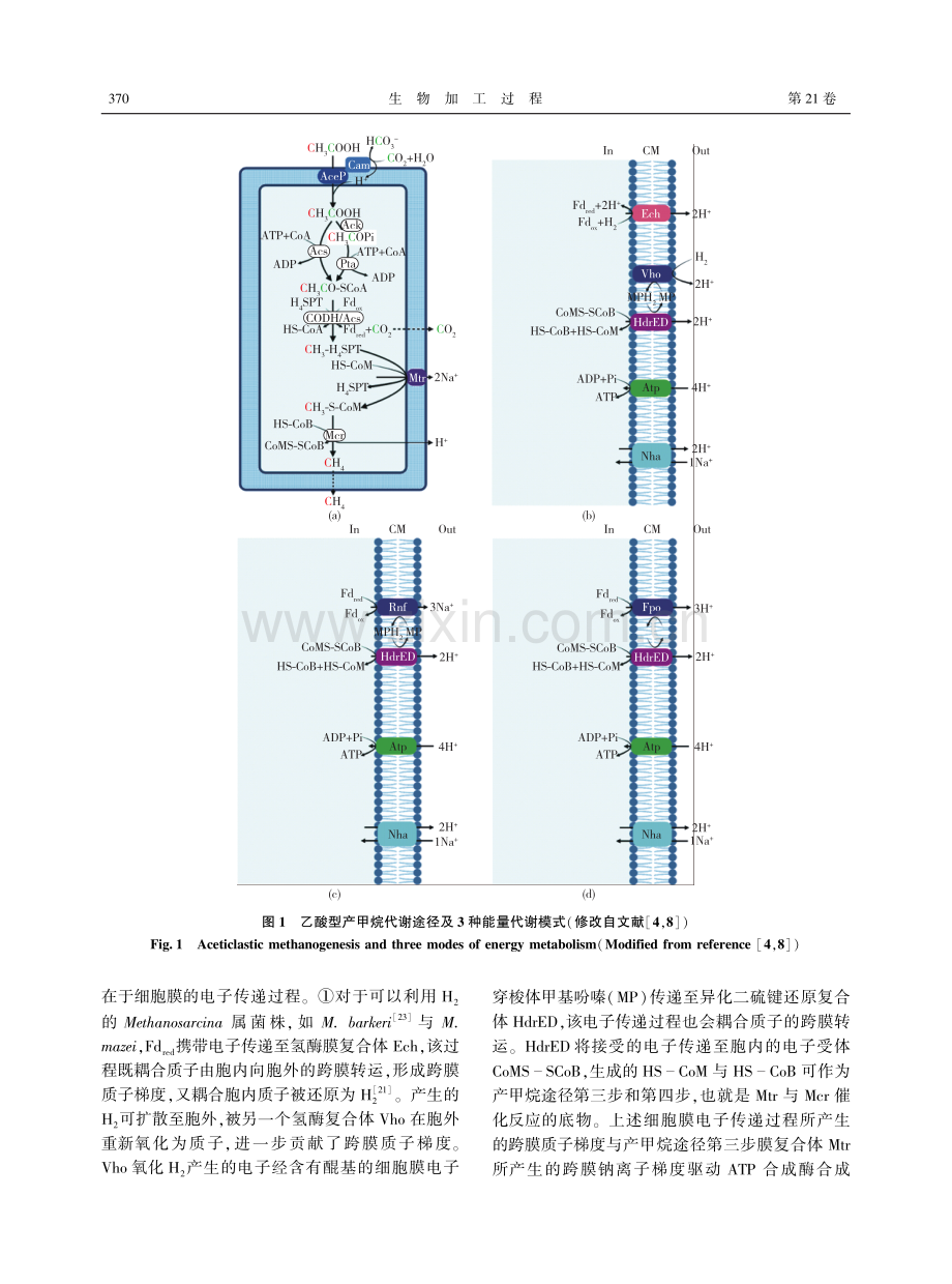 乙酸型甲烷八叠球菌细胞工厂的设计与构建研究进展.pdf_第3页