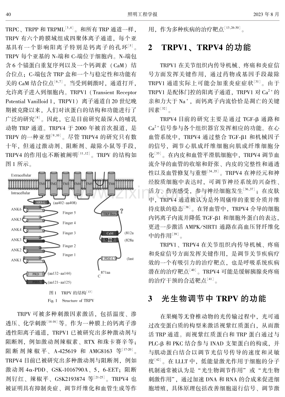 TRPV1、TRPV4在光生物调节中的作用机制研究进展.pdf_第2页