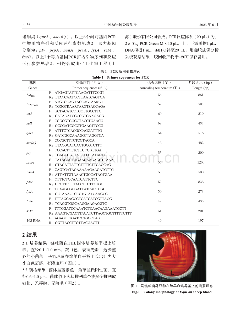 北疆地区马链球菌分离鉴定及耐药性和毒力基因分析.pdf_第3页