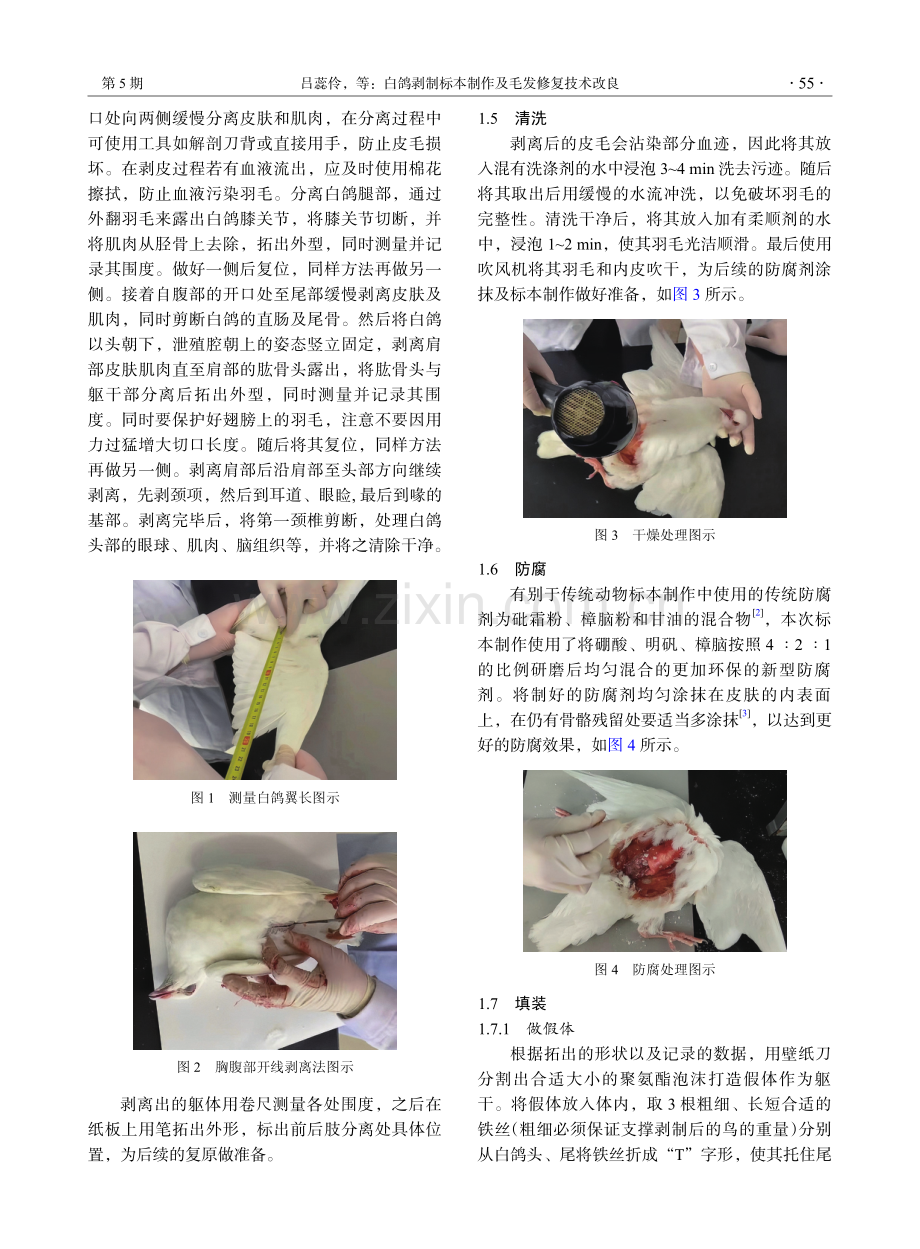 白鸽剥制标本制作及毛发修复技术改良.pdf_第2页