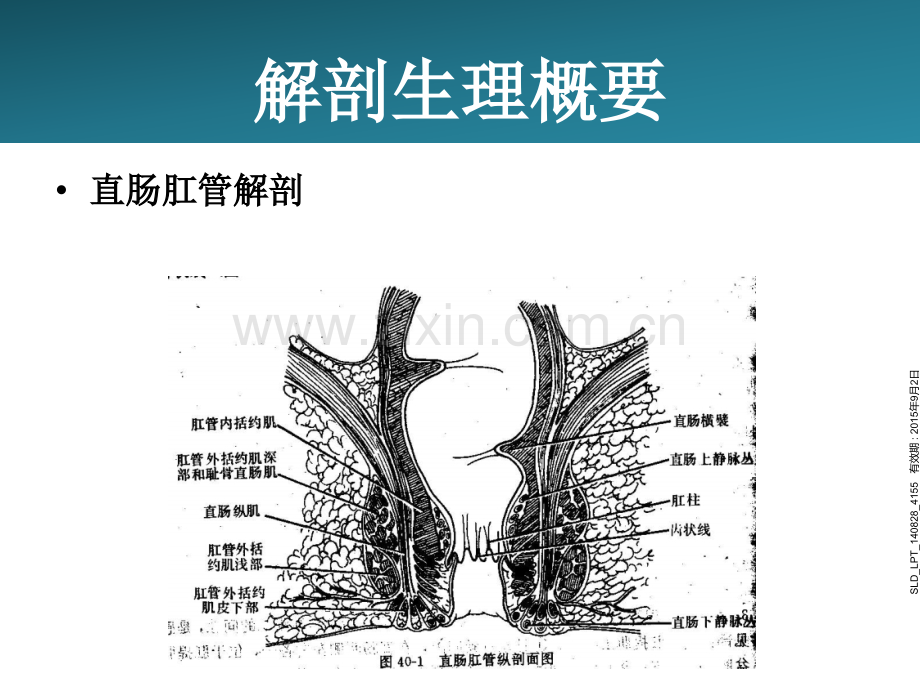 直肠肛管疾病.ppt_第2页