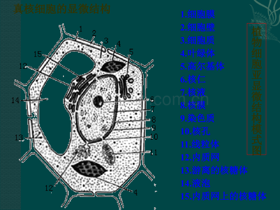 复习-细胞的结构和功能ppt.ppt_第2页