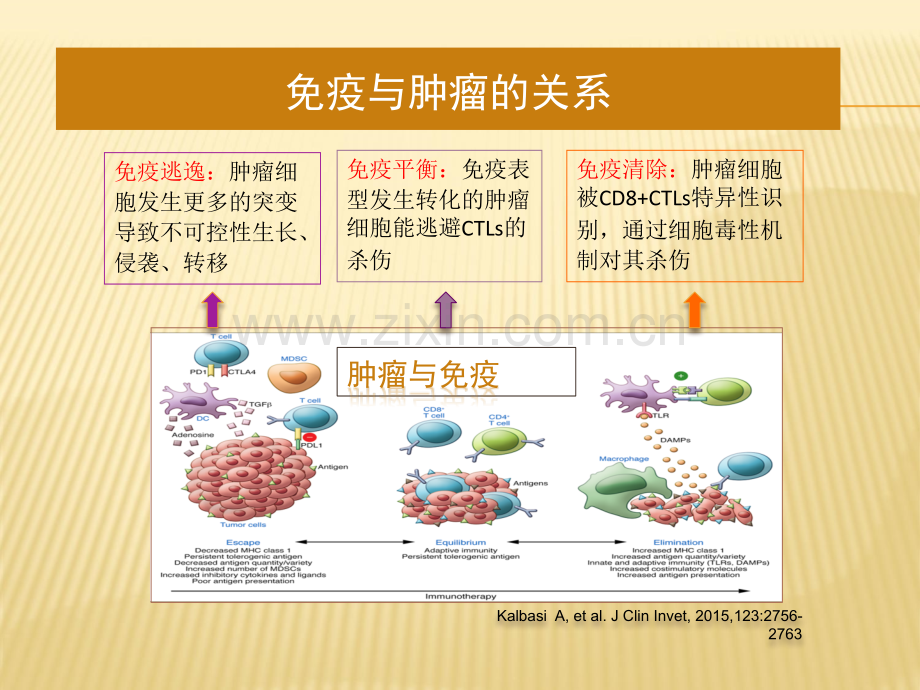 肿瘤免疫微环境与放射治疗.pptx_第2页