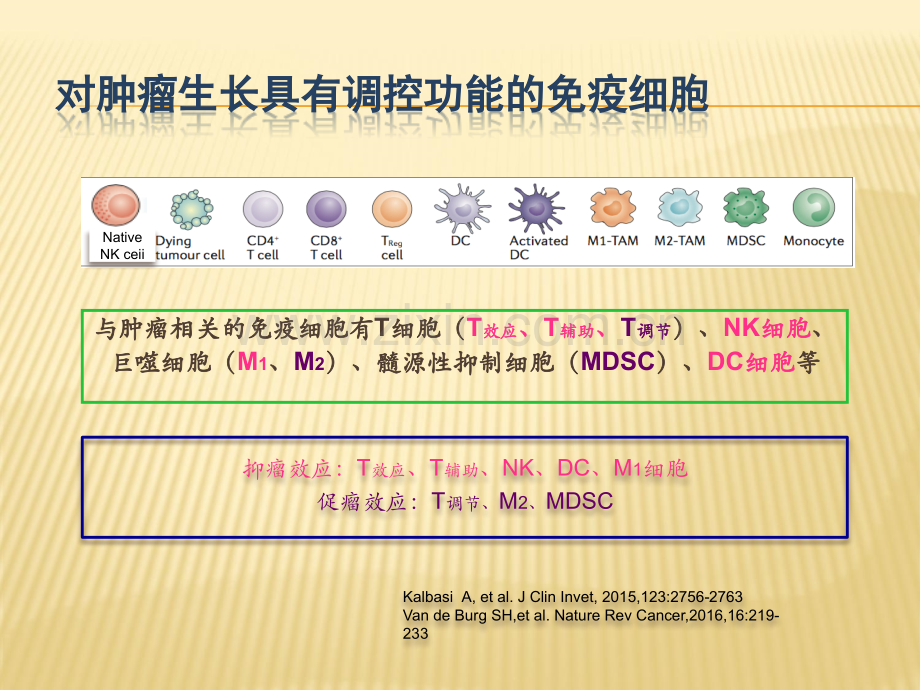 肿瘤免疫微环境与放射治疗.pptx_第3页