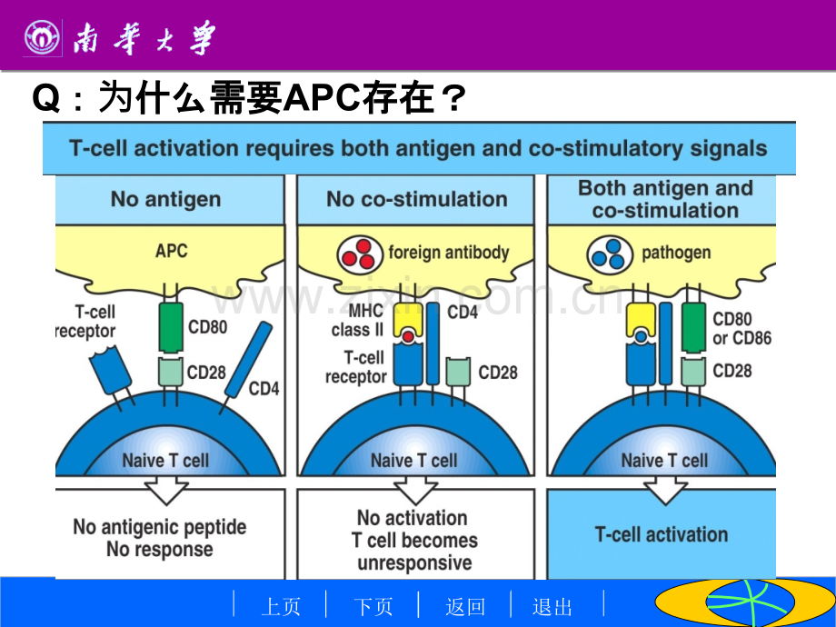 APC与抗原的处理及提呈资料PPT课件.ppt_第2页