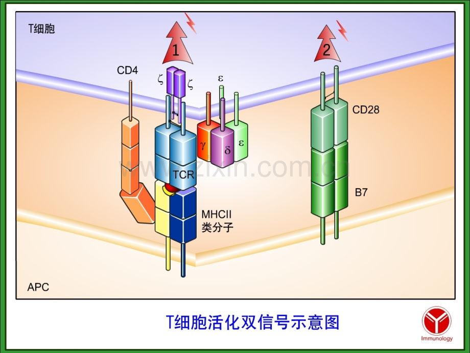 APC与抗原的处理及提呈资料PPT课件.ppt_第3页