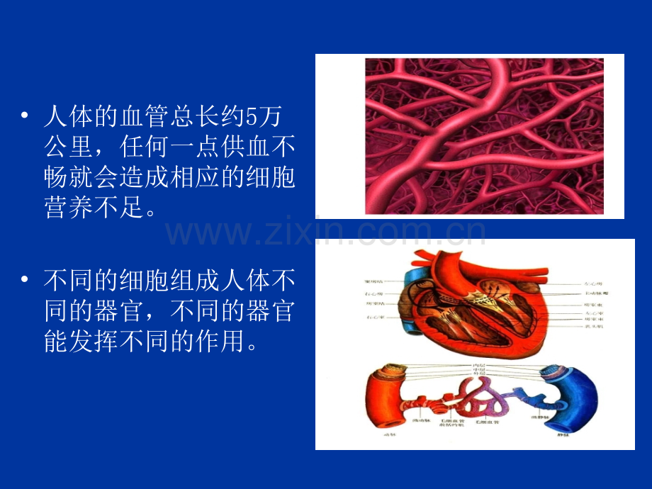 蚕丝竹罐泻血疗法.ppt_第3页