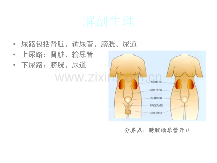 尿路感染及诊疗指南ppt课件.pptx_第3页