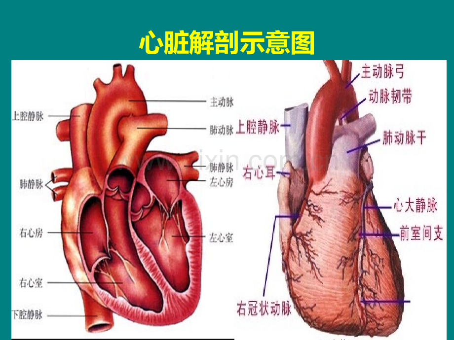 重症心力衰竭的药物治疗.ppt_第3页