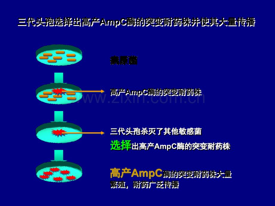 anibioicppt课件.ppt_第3页