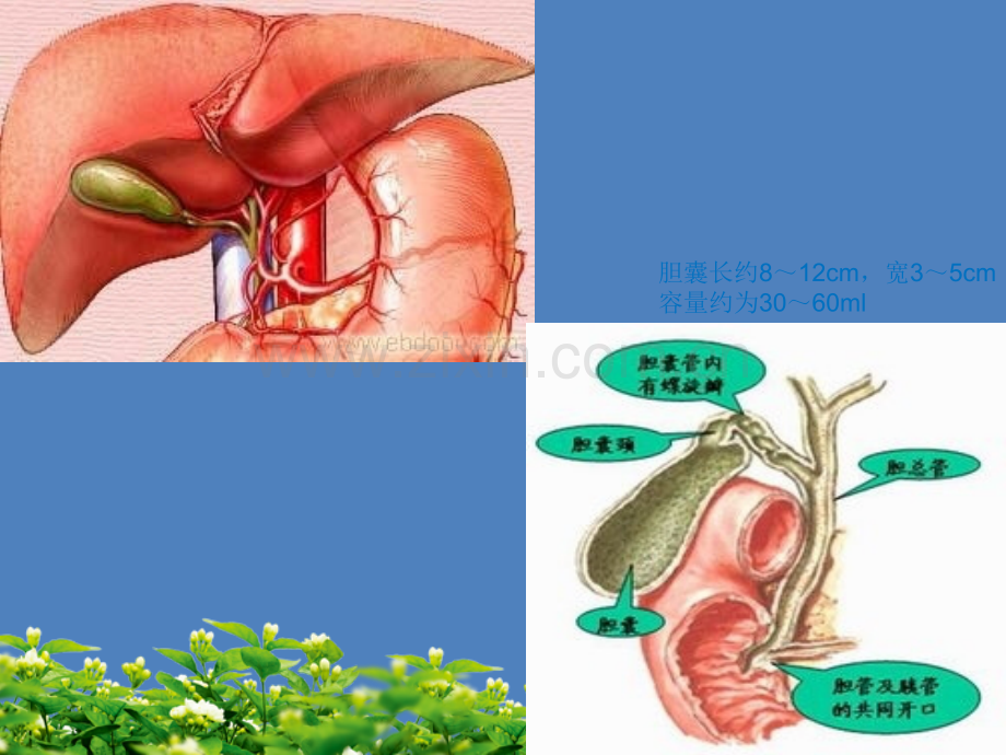 中国慢性胆囊炎胆囊结石内科诊疗共识意见.ppt_第2页