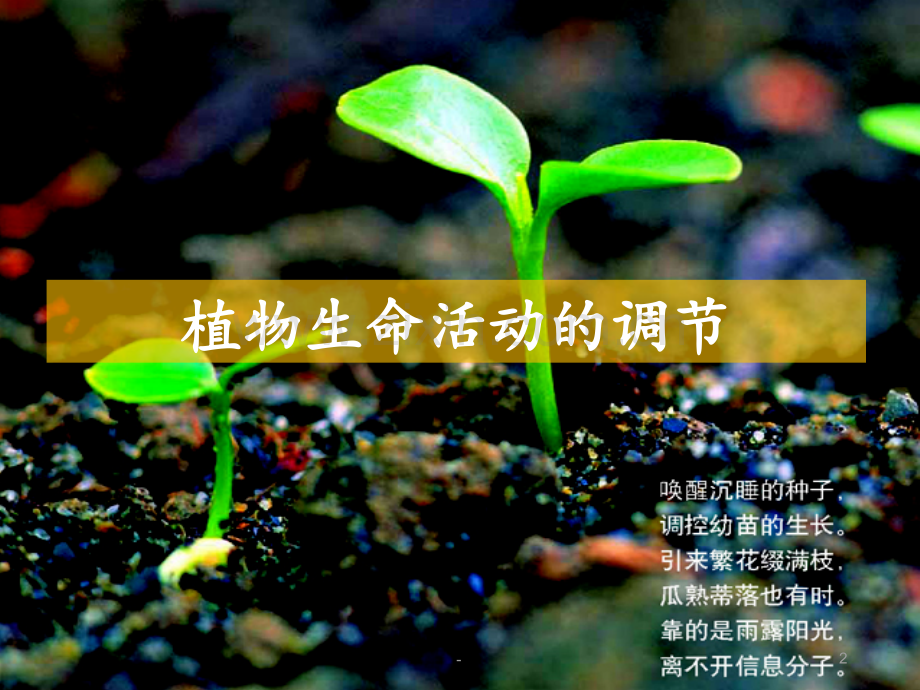 12植物生命活动的调节PPT课件.ppt_第2页