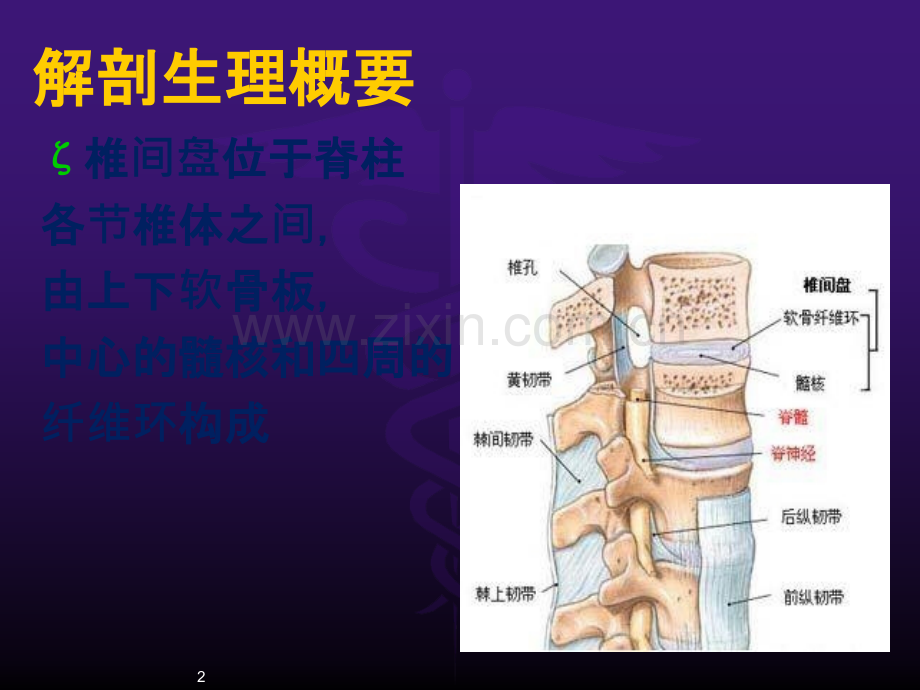 腰椎间盘突出症康复护理ppt课件.pptx_第2页